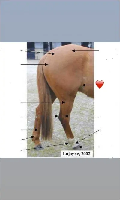 La partie repr&eacute;sent&eacute;e avec un ❤ est...