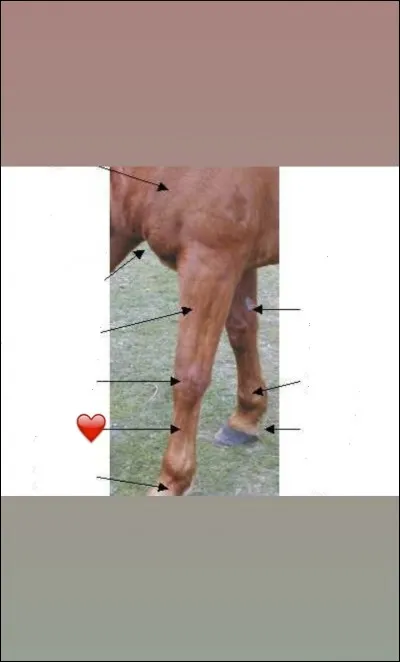 La partie repr&eacute;sent&eacute;e avec un ❤ est...