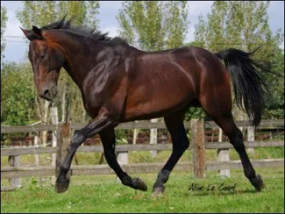 Le trot est une allure &agrave; combien de temps ?