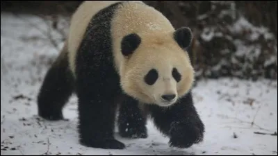 Quel animal te correspond ?