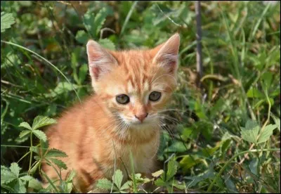 Quel animal te ressemble le plus ?