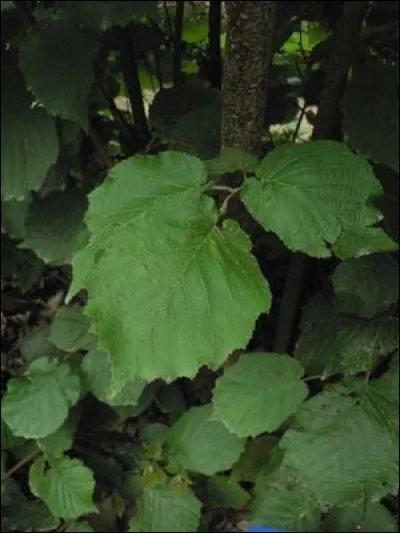 Et le noisetier est-il autorisé ?