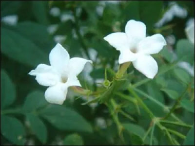Le jasmin, quel parfum, petit lapin peut-il en manger ?