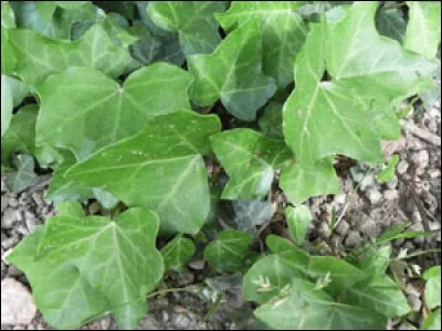 Le lierre qui grimpe et grimpe, très attrayant pour le lapin ! Peut-il en manger ?