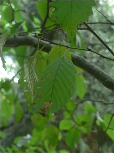 À l'ombre des arbres, petit lapin est attiré par de jolis Aulnes, peut-il en grignoter ?