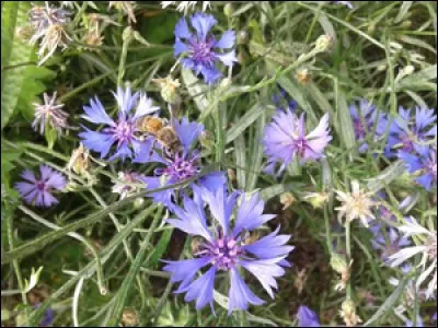 Jolis bleuets d'été ! À votre avis petit lapin peut-il en consommer ?