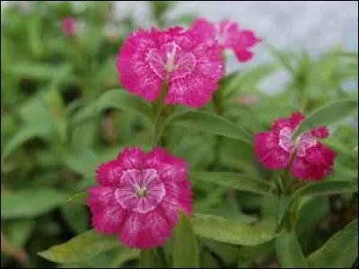 Magnifiques petits œillets, petit lapin aimerait les déguster ! Mais en a-t-il vraiment le droit ?