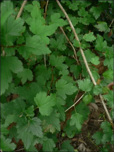 Et que dire des groseilliers ! Petit lapin peut-il les dévorer ?