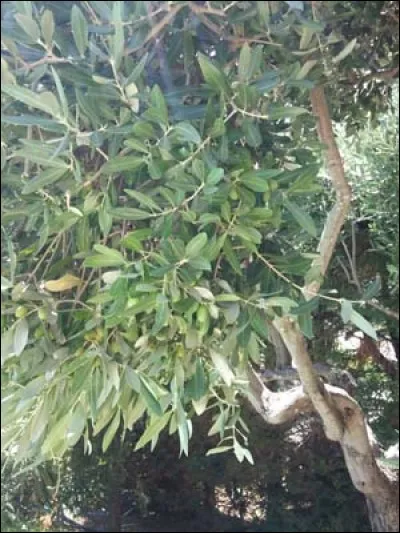 À l'ombre des oliviers, petit lapin se fait bronzer ! Une petite feuille vient de tomber ! Oh je vais me régaler ! Mais en a-t-il vraiment le droit ?