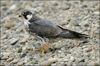 Comment s'appelle cet oiseau ?