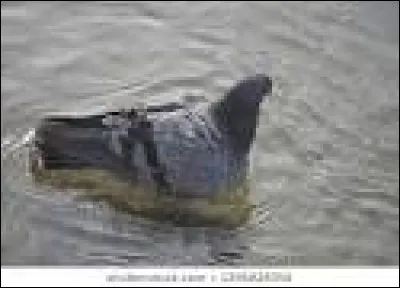 Comment s'appelle cet oiseau ?