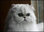De quelle race de chat s'agit-il ?