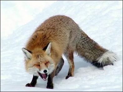 Comment s'appelle le cri du renard ?