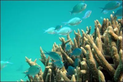 Quelle est la plus grande profondeur marine (la fosse des Mariannes) ?
