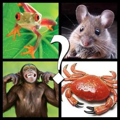 Quel animal se coupe au besoin une patte (qui peut repousser) pour s'chapper s'il est pris ?