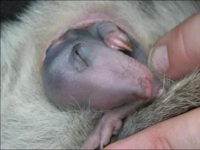 Les marsupiaux sont des animaux qui portent leurs petits dans une poche sur leur ventre. Quel est l'animal qui ne fait pas partie des marsupiaux ?