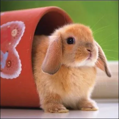 Comment s'appelle cet animal ?