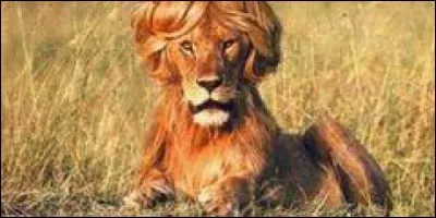 Le Gros qui dort le Soir !