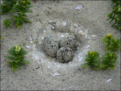 À quelle espèce protégée en Bretagne appartiennent ces œufs ?