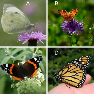 Quel est le papillon le plus commun en Bretagne ?