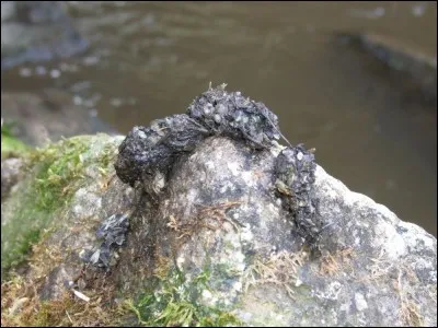 Comment appelle-t-on le caca de la loutre, mammifère protégé en Bretagne ?