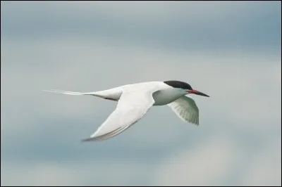 Quel est le pourcentage d'espèces évaluées qui risquent de disparaître en Bretagne ?