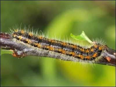 Toutes les chenilles deviennent-elles un papillon ?