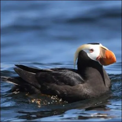 Le macareux huppé est le plus gros de son espèce.