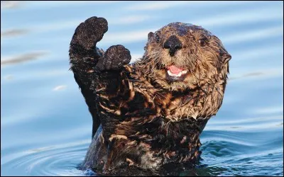 Combien pèse la loutre de mer ?