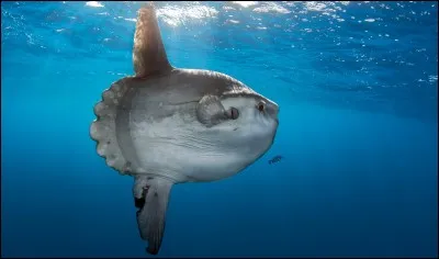 Le poisson-lune possède des dents. À quoi les utilise-il ?