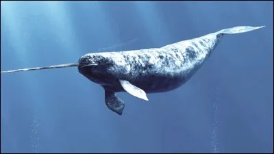 Certains narvals ont deux défenses.