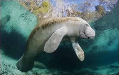 Le lamantin est plus petit que l'homme.