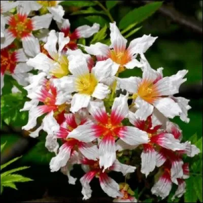 Quelle est cette lettre ? -..-