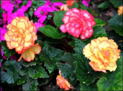 Quelle est cette lettre ? -...