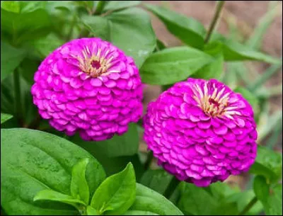 Quelle est cette lettre ? --..