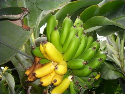 Une banane de 200 g fait 20 g de glucides.
