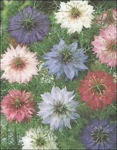 Quelle est cette fleur qui peut être d'Espagne ou de Damas ?