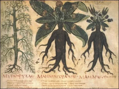 Où la mandragore pousse-t-elle ? (1 réponse possible)