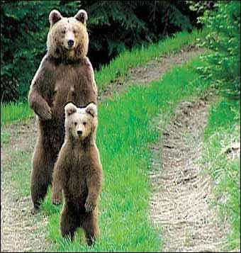 Que mangent les ours ?