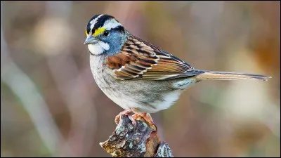 On m'appelle également l'oiseau-mouche. Qui suis-je ?