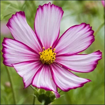 Comment appelle-t-on l'organe reproducteur femelle de la fleur ?