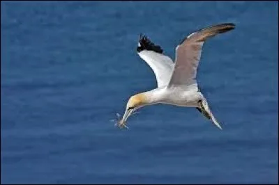 Homme de cour, c'est le...