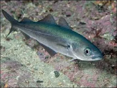 Trotte à l'ancienne, c'est la...