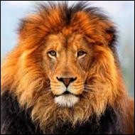 Ce roi fut surnommé "le Lion"...