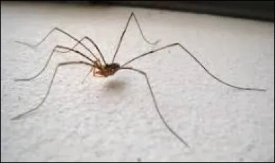 Ce roi était surnommé par ses ennemis "l'Araignée" car il tissait sa toile autour d'eux...