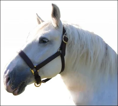 Sur sa tête il a...