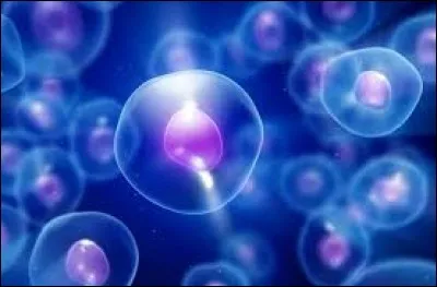 Qu'est-ce qu'un pluricellulaire ?