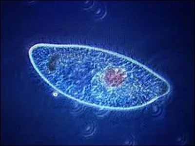 Qu'est-ce que la paramécie ?