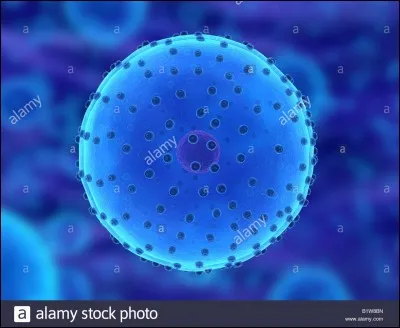 Quand les conditions sont favorables la paramécie...