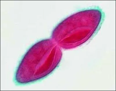 Permettant ainsi l'allongement et la...